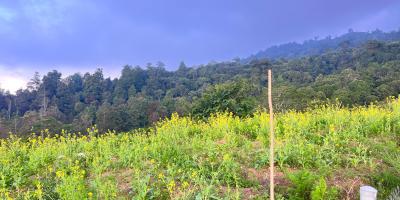 Tanah Datar Kawasan Wisata 650m Kemuning Karanganyar  Tanah Datar Kawasan Wisata 650m Kemuning Karanganyar