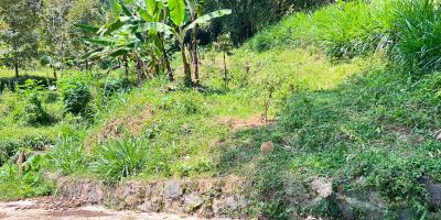 Tanah Kebun Durian 65Jt 500m Ngargoyoso Karanganyar  Tanah Kebun Durian 65Jt 500m Ngargoyoso Karanganyar