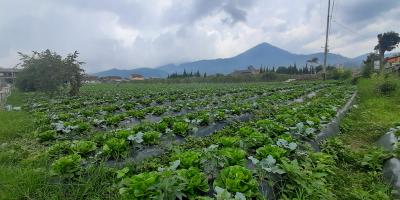 TANAH DI KAWASAN LEMBANG BANDUNG TANAH DI KAWASAN LEMBANG BANDUNG
