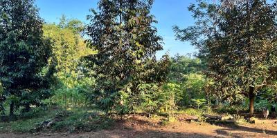 Tanah Idaman Kebun Durian 1737m² Mojogedang Karanganyar