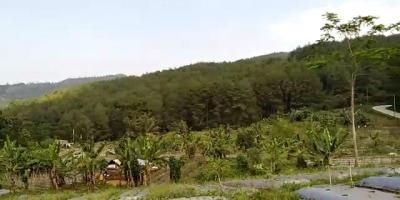 TANAH SUBUR DI CIANUUR