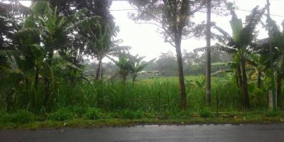 Jual tanah Kebun Luas Jual tanah Kebun Luas