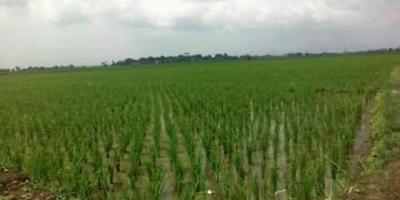 Dijual sawah kelas 1 Rp. 200 ribu/m² Badamusalam SERANG