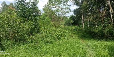 DIJUAL CEPAT TANAH MURAH AREA JAMBE