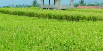 DiJual Tanah Sawah Prospek di Cianjur Puncak Bogor DiJual Tanah Sawah Prospek di Cianjur Puncak Bogor