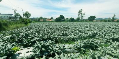 TANAH DI KAWASAN LEMBANG BANDUNG TANAH DI KAWASAN LEMBANG BANDUNG