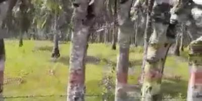 Tanah Kebun berisi Pohon Kelapa Di Kabupaten Gorontalo Tanah Kebun berisi Pohon Kelapa Di Kabupaten Gorontalo