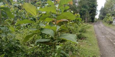 TANAH PEKARANGAN MURAH di sedayu