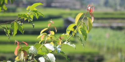 Kavling Walini Tea Garden Kavling Walini Tea Garden