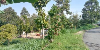 Kebun Durian 1500m² Tepi Jl Ngargoyoso Karanganyar 