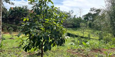 Kebun Alpukat 2100m² Udara Sejuk Karanganyar 