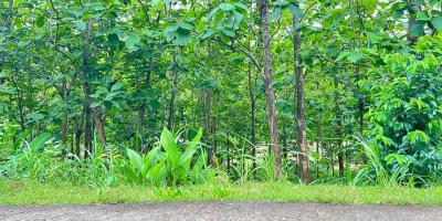 Tanah Kebun Jati  1517m² Karanganyar