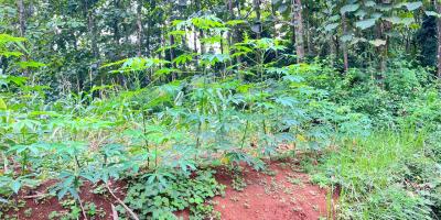 Tanah Datar 888m² 280Jt Mojogedang Karanganyar 