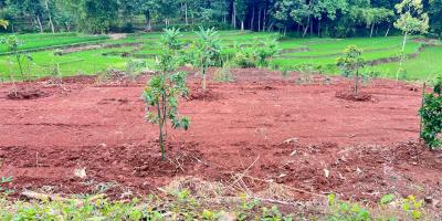 Kebun Buah 2627m² View Hamparan Sawah Karanganyar 