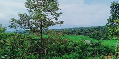 Tanah Bonus Pohon Durian Cocok dibangun Villa Karangpandan Karanganyar Tanah Bonus Pohon Durian Cocok dibangun Villa Karangpandan Karanganyar