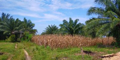 TANAH KEBUN DI PINGGIR PANTAI NGARAS PESISIR BARAT LAMPUNG