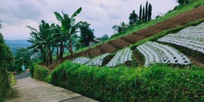 Tanah Strategis Dibangun Vila Kemuning Ngargoyoso Karanganyar Tanah Strategis Dibangun Vila Kemuning Ngargoyoso Karanganyar