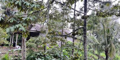 Kebun Durian Bonus Rumah Hanya 275 Juta Kemuning