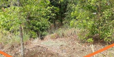 Jual Tanah Murah di Daerah Kayu Putih Buleleng