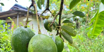 Tanah Kebun Alpukat Siap Panen 800m² Kerjo Karanganyar 