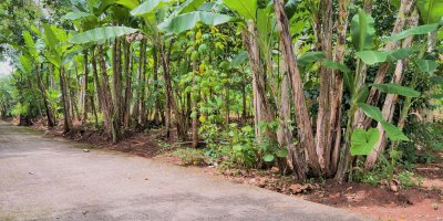 Tanah Datar & Luas Dekat Pemukiman Warga Mojogedang, Karanganyar 