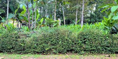 Dijual Tanah Kebun Durian Mojogedang Karanganyar Dijual Tanah Kebun Durian Mojogedang Karanganyar