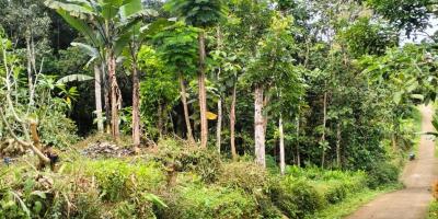 Tanah Kebun Durian Bonus Rumah Karangpandan Karanganyar Tanah Kebun Durian Bonus Rumah Karangpandan Karanganyar