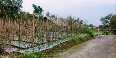 Dijual Tanah 284m² Kemuning Ngargoyoso Karanganyar Dijual Tanah 284m² Kemuning Ngargoyoso Karanganyar