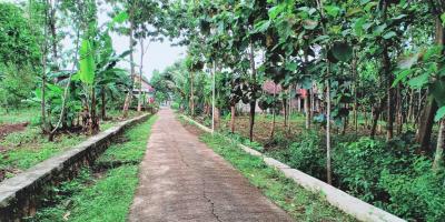 Tanah Kebun Jati Cocok dibangun Rumah Tinggal Kerjo Karanganyar