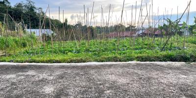Tanah Udara Dingin 562m² Kawasan Strategis Karangpandan Tanah Udara Dingin 562m² Kawasan Strategis Karangpandan