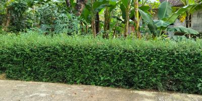 Kebun Durian Siap Panen 1282m Mojogedang Kebun Durian Siap Panen 1282m Mojogedang