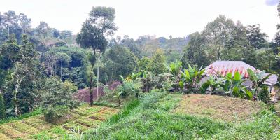 Tanah 800m² Cocok Untuk Kebun Buah Ngargoyoso 
