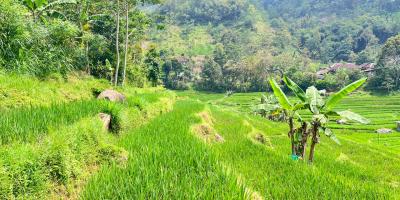 Tanah Murah 3000m 200rb/m Ngargoyoso, Solo Tanah Murah 3000m 200rb/m Ngargoyoso, Solo