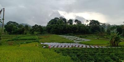 Tanah View Sawah Utara Pasar Karangpandan Karanganyar Tanah View Sawah Utara Pasar Karangpandan Karanganyar