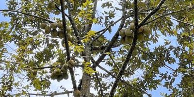 Tanah Kebun Durian & Sumber Mata Air Mojogedang Karanganyar Tanah Kebun Durian & Sumber Mata Air Mojogedang Karanganyar