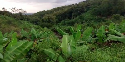 JUAL TANAH PEMAKAMAN TIONGHOA area Jombang Jatim JUAL TANAH PEMAKAMAN TIONGHOA area Jombang Jatim