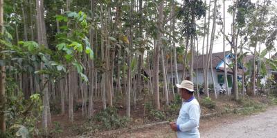 tanah ber-sengon tanah ber-sengon