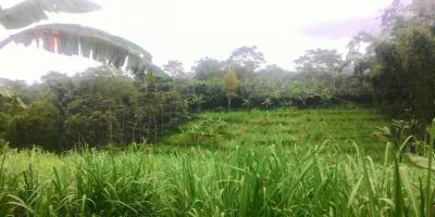 Jual tanah Kebun Jual tanah Kebun