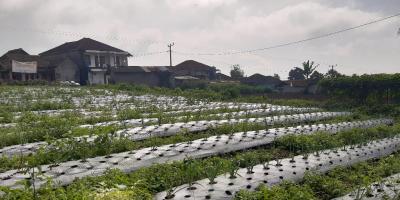 DIJUAL TANAH 9.955 M SHM - GEKBRONG CIANJUR DIJUAL TANAH 9.955 M SHM - GEKBRONG CIANJUR
