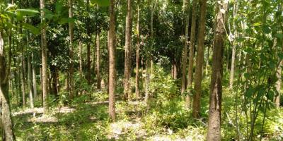 DIJUAL TANAH KEBUN JATI 800 POHON 7.486 M - SHM SUKABUMI DIJUAL TANAH KEBUN JATI 800 POHON 7.486 M - SHM SUKABUMI