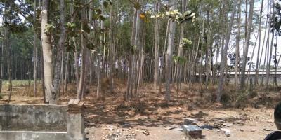 Dijual Tanah Ponggok Blitar bonus sengon Harga nego Dijual Tanah Ponggok Blitar bonus sengon Harga nego