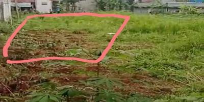 Tanah Dijual Dekat SMA Negeri 1 Ciampea Bogor, Kampus IPB Dramaga Bogor, Kampoeng Wisata Cinangneng Bogor Tanah Dijual Dekat SMA Negeri 1 Ciampea Bogor, Kampus IPB Dramaga Bogor, Kampoeng Wisata Cinangneng Bogor