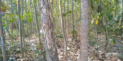 Dijual Tanah Kademangan 3.840 m2 Harga bisa nego Dijual Tanah Kademangan 3.840 m2 Harga bisa nego