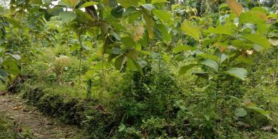 Dijual tanah cocok untuk kavlingan, 7 menit dari jalan wates km 9 Dijual tanah cocok untuk kavlingan, 7 menit dari jalan wates km 9