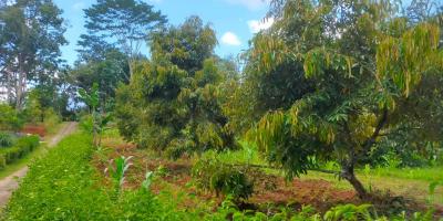 Dijual Kebun Durian 3512m² Karangpandan Karanganyar Dijual Kebun Durian 3512m² Karangpandan Karanganyar