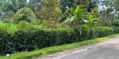 Jual Kebun Durian Karangpandan Karanganyar Jual Kebun Durian Karangpandan Karanganyar