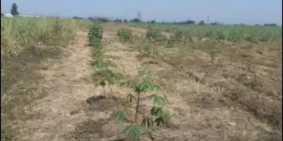 Dijual Tanah Sawah Aktif di Dusun Winong Barat, Jombang